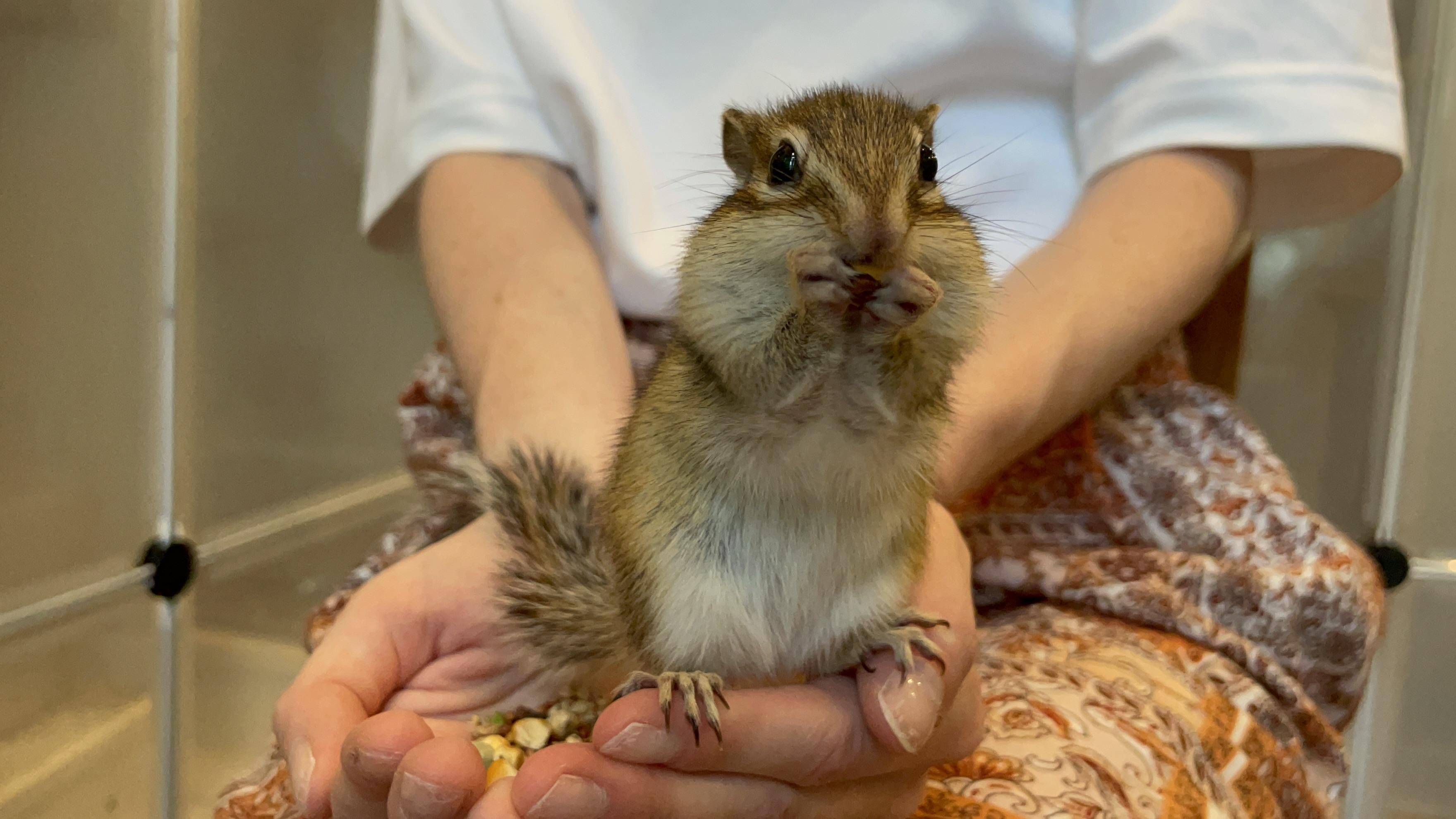 🐿️ 오호츠크 다람쥐 공원(오호츠크 시마리스 코엔) 이미지 8